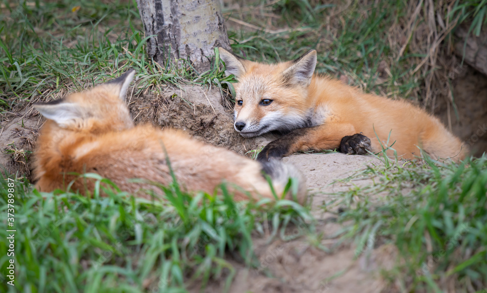 Obraz premium Red fox kits in the wild