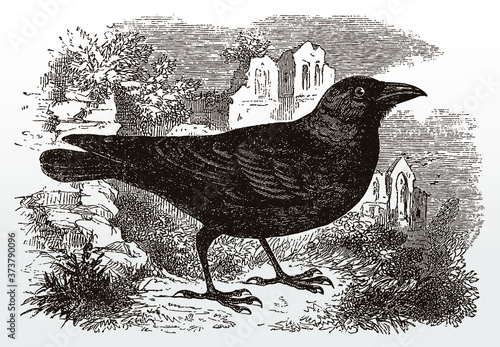 Western jackdaw, coloeus monedula in side view standing on the ground in front of ruined church buildings, after an antique illustration from the 19th century