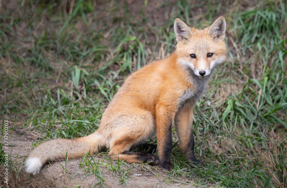 Red fox kits in the wild Red fox kits in the wild
