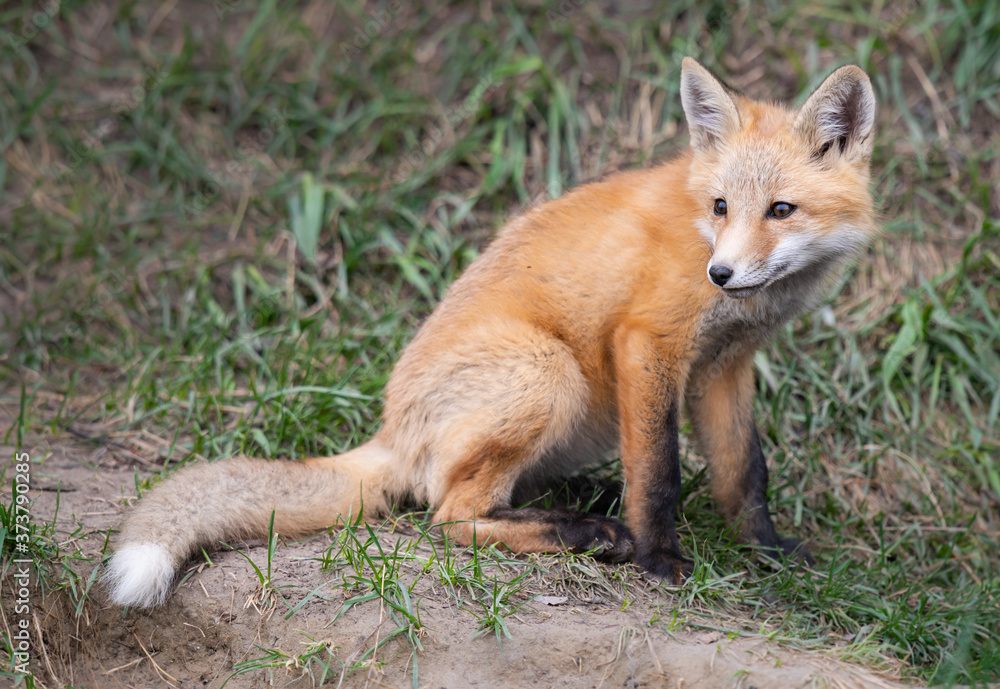 Fototapeta premium Red fox kits in the wild