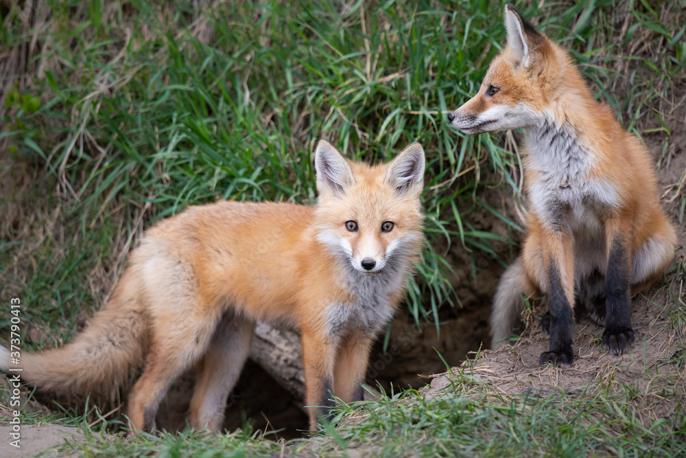 Obraz premium Red fox kits in the wild