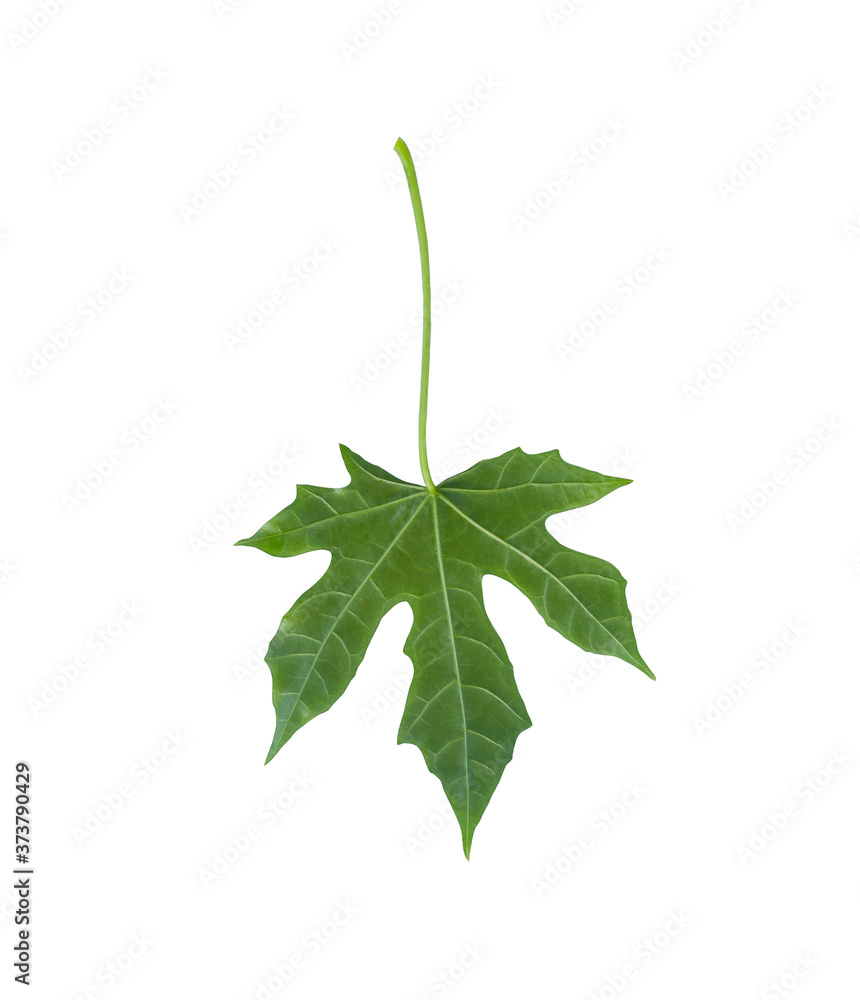 Chaiya vegetables or Tree spinach of Mexico isolated on white background. Chaiya vegetables or Tree spinach of Mexico isolated on white background.