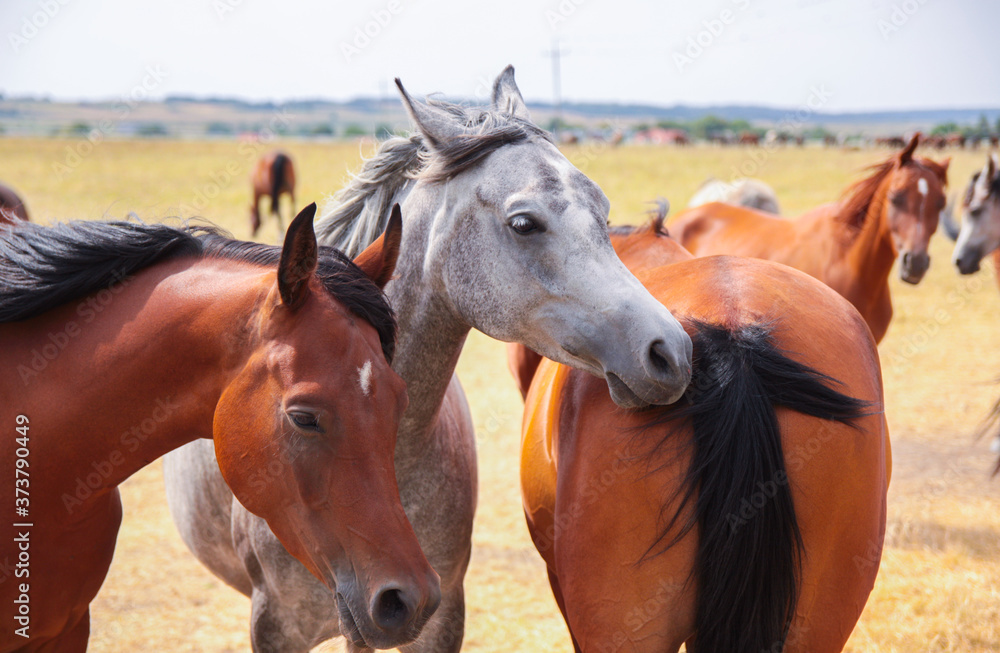 Fototapeta premium Arabian horses on a green pasture