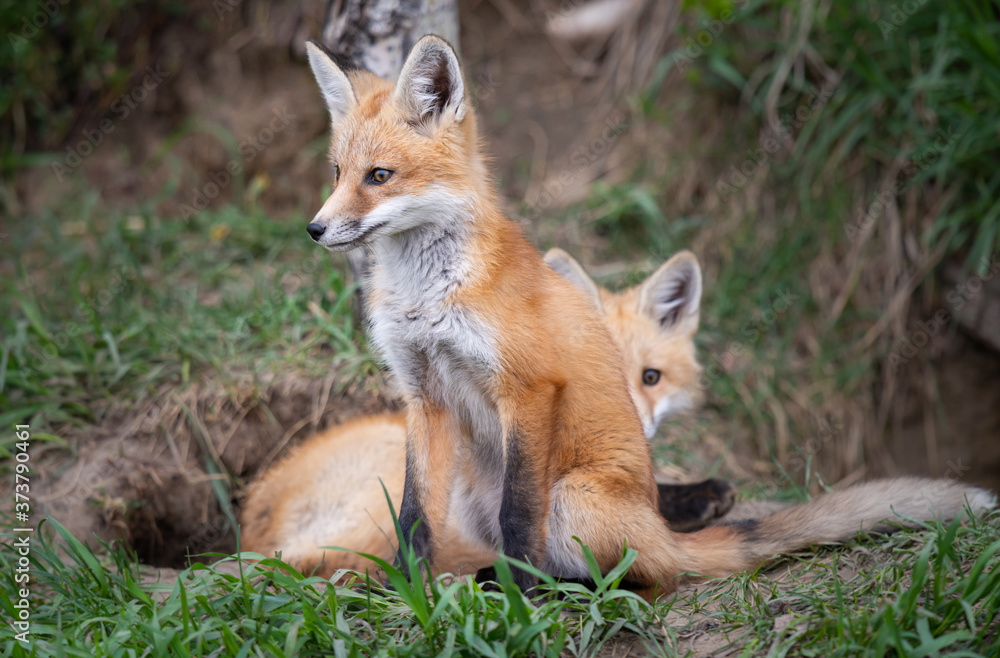 Obraz premium Red fox kits in the wild