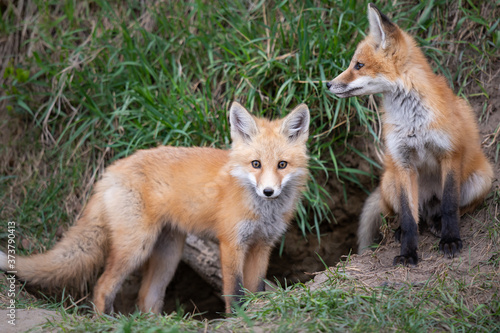 Wallpaper Mural Red fox kits in the wild Torontodigital.ca