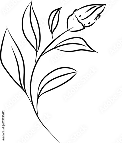Vector fine art plant illustration, Eucalyptus leaves. Line drawing art. Can be used for logotype, pattern, wrapping paper, social media, web design. Hand drawn illustration on white background
