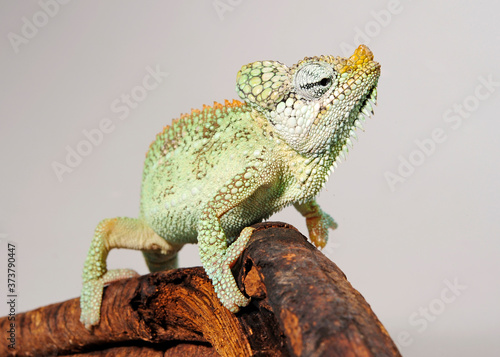 Helmeted chameleon / Helmchamäleon (Trioceros hoehnelii) photo