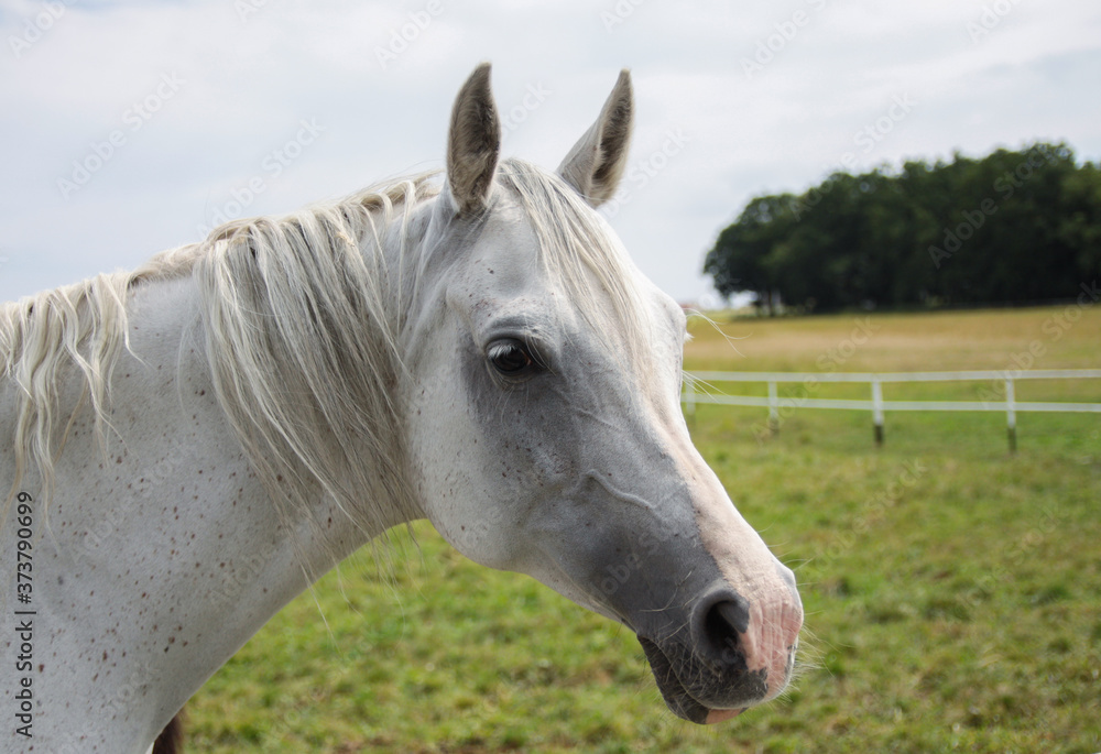 Fototapeta premium Arabian horse portrait against the background of blue sky.