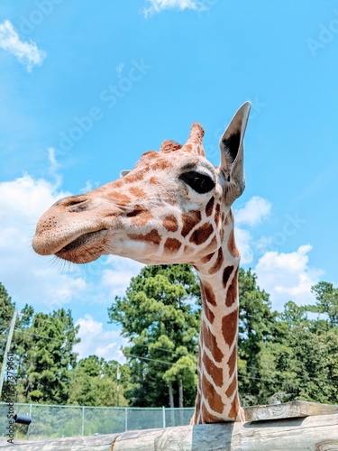 Photography giraffe in the zoo