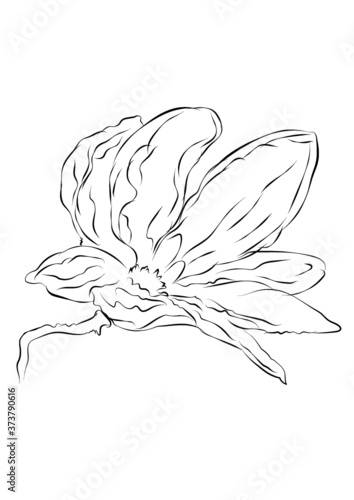 Vector fine art magnolia illustration. Line drawing art. Can be used for logotype, pattern, wrapping paper, social media, web design. Hand drawn illustration on white background