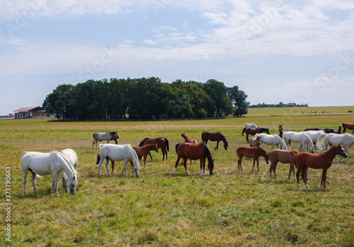 Arabian horses on a green pasture