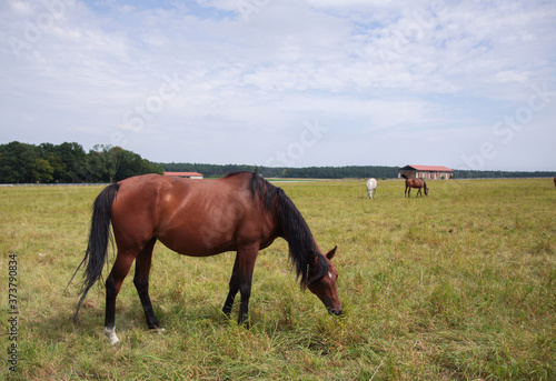 Arabian horses on a green pasture