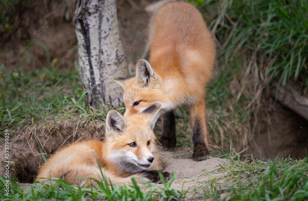 Red fox kits in the wild