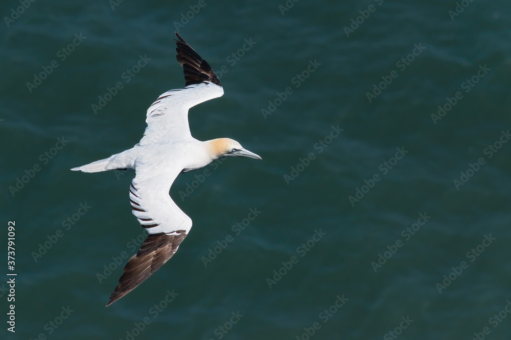 Flying gannet over the sea Flying gannet over the sea