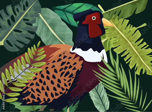 wild pheasant bird farm in the jundle scene