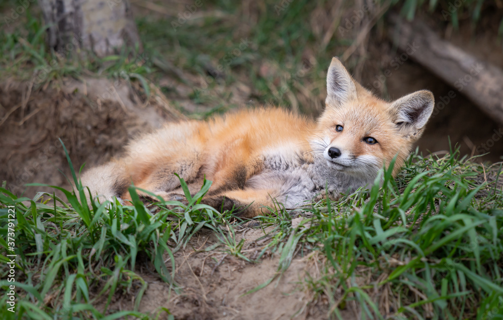 Fototapeta premium Red fox kits in the wild