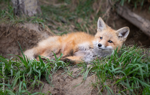 Red fox kits in the wild