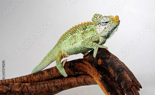 Helmeted chameleon / Helmchamäleon (Trioceros hoehnelii) photo