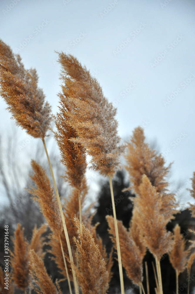 reeds in the wind