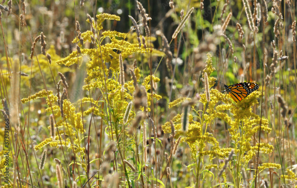 yellow butterfly on the grass