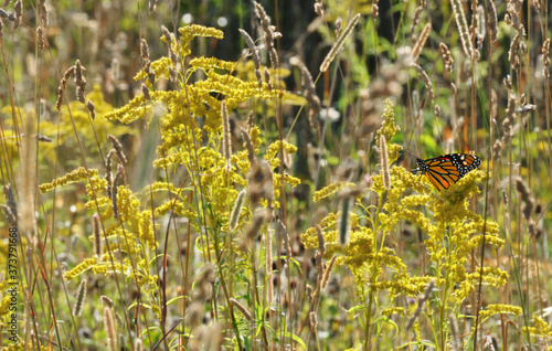 Obraz na płótnie yellow butterfly on the grass w salonie