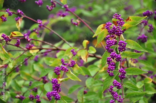 Obraz na płótnie purple flowers in the garden w salonie