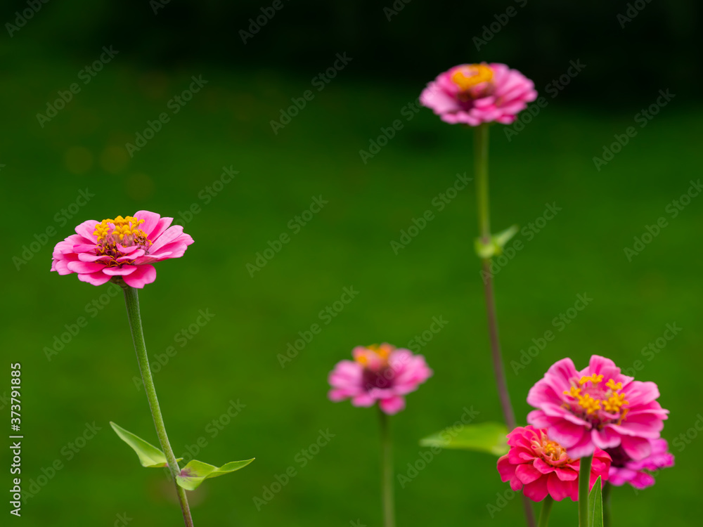 Pink Zinnia Flower Garden No. 10