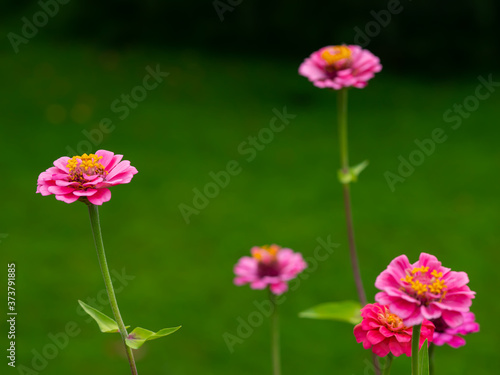 Fototapeta Naklejka Na Ścianę i Meble -  Pink Zinnia Flower Garden No. 10