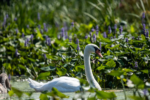 Mute Swan swimming among the flowers and grasses near her nest