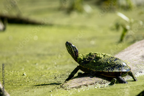 Painted Turtle basking on a log in a pond full of duckweed