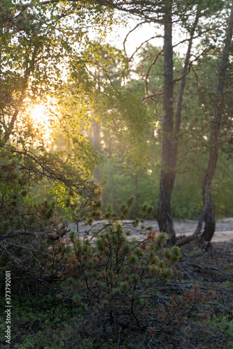 Scenic beautiful photo of russian nature  sun shining through trees in forest