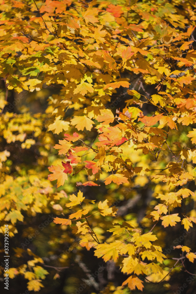 Background of autumn yellow leaves. Autumn. Defoliation. A tree with yellow leaves. Background of autumn yellow leaves. Autumn. Defoliation. A tree with yellow leaves.