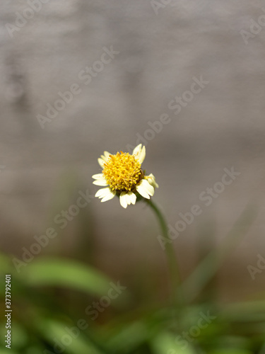 A yellow flower with white petals. With green stem coming from the grass on a gray background