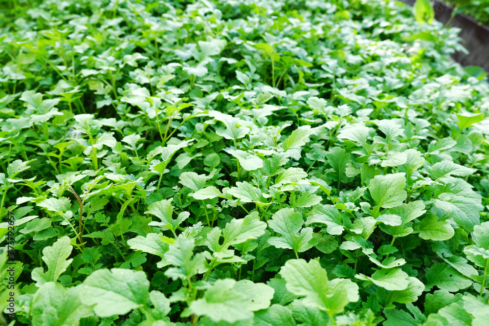 Growing mustard plants. Green leaves background. Cultivation of mustard plants. Growing mustard plants. Green leaves background. Cultivation of mustard plants.