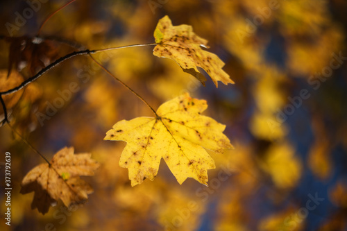 Autumn yellow leaf on a blurred background. Selective focus. Autumn. A tree with yellow leaves.