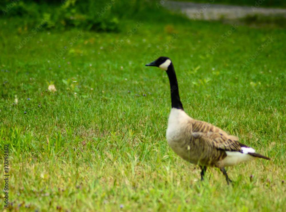 Walking close somme gooses Walking close somme gooses