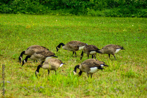 Walking close somme gooses © Victor