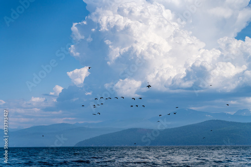 Russia, Irkutsk region, Baikal lake, July 2020: small black birds flying over lake in groups, with beautiful sky in background