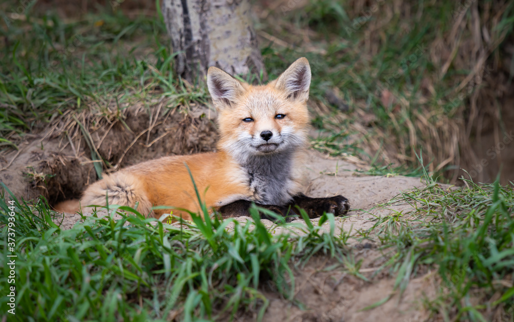 Red fox kits in the wild Red fox kits in the wild