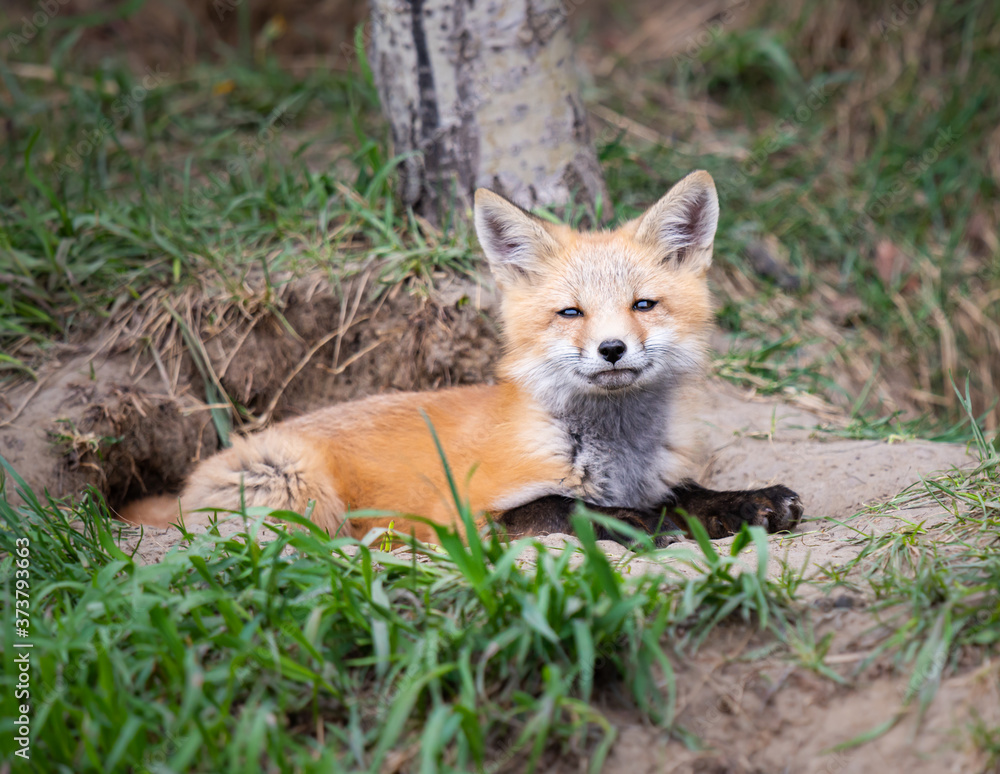 Obraz premium Red fox kits in the wild