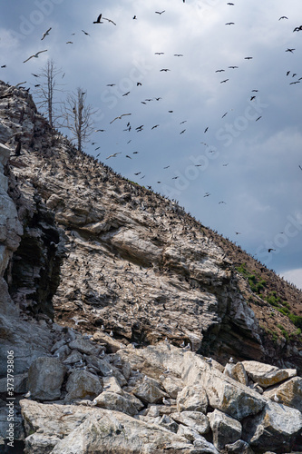 Russia, Irkutsk region, Baikal lake, July 2020: scenic landscape, groups of birds flying over bird island photo