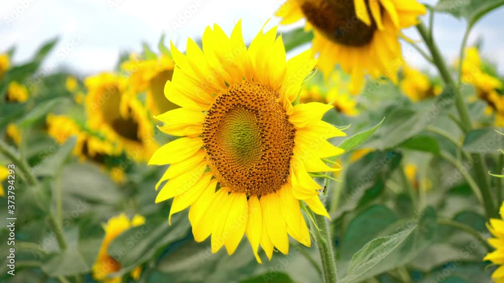 Sunflowers summer field plant yellow sky nature