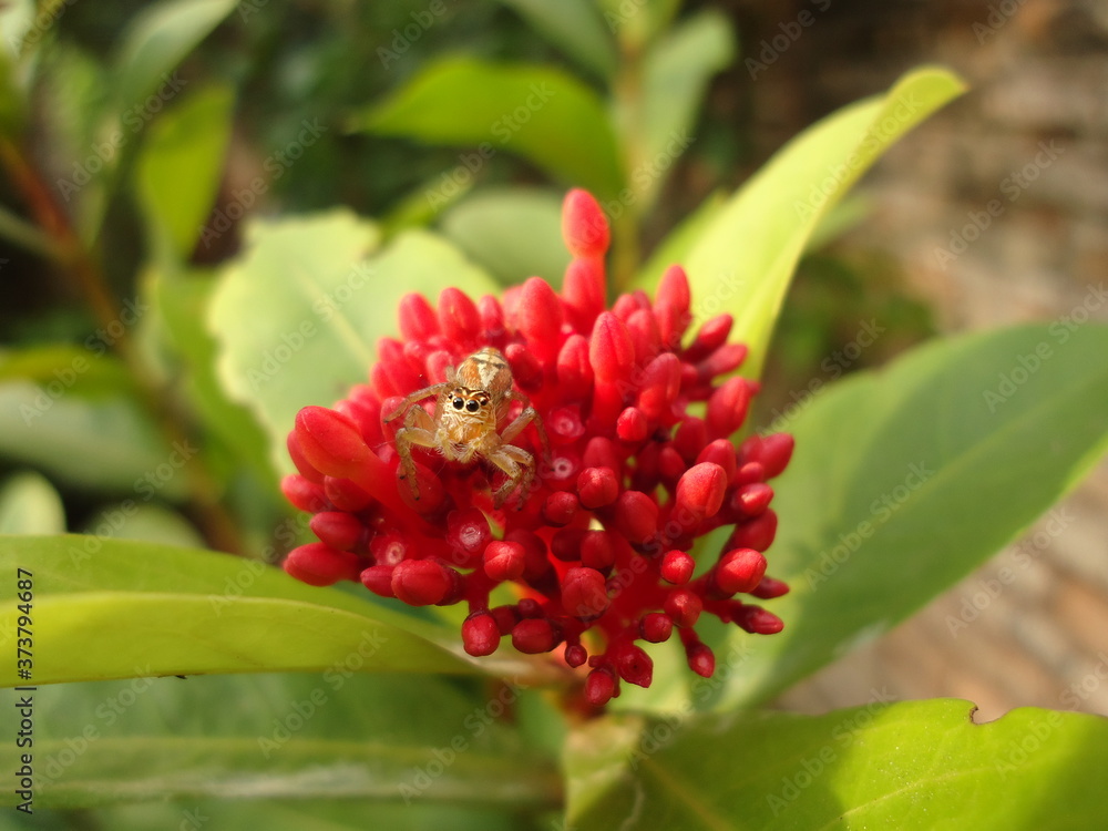 little spider regarding from an ixora flower little spider regarding from an ixora flower