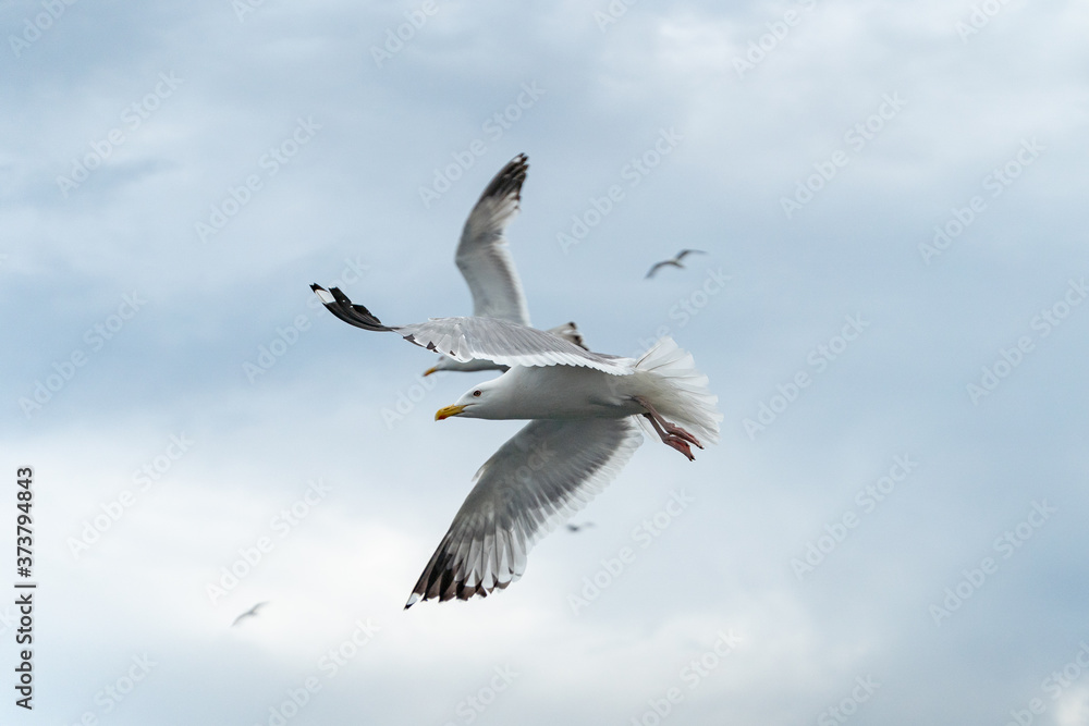 Wildlife of russian north: white seagulls flying high in a cloudy rainy sky over Baikal Lake Wildlife of russian north: white seagulls flying high in a cloudy rainy sky over Baikal Lake
