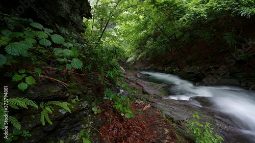 初夏の緑の森の中の渓流 -日本、長野県、杜鵑峡