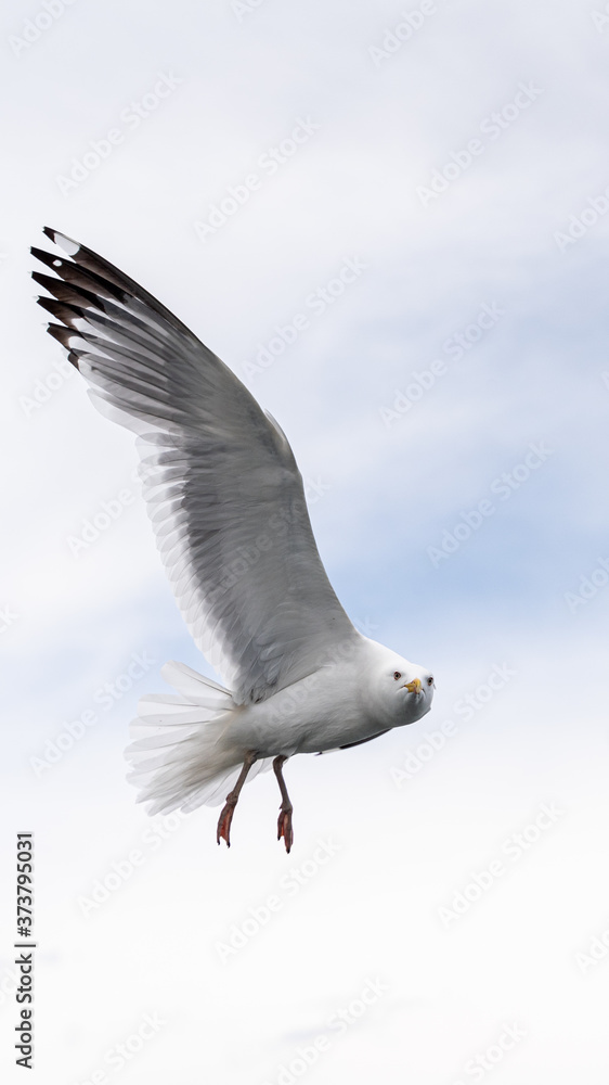 Russia, Irkutsk region, Baikal lake, July 2020: lonely seagull is flying in a blue cloudy sky Russia, Irkutsk region, Baikal lake, July 2020: lonely seagull is flying in a blue cloudy sky