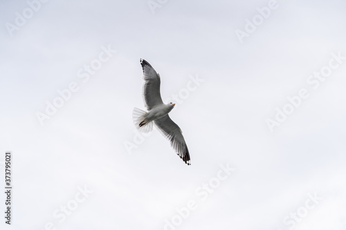 Russia, Irkutsk region, Baikal lake, July 2020: lonely seagull is flying in a blue cloudy sky