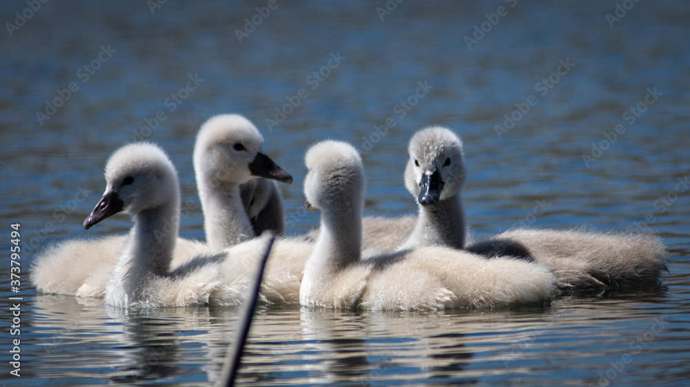 Fototapeta premium swans on the river