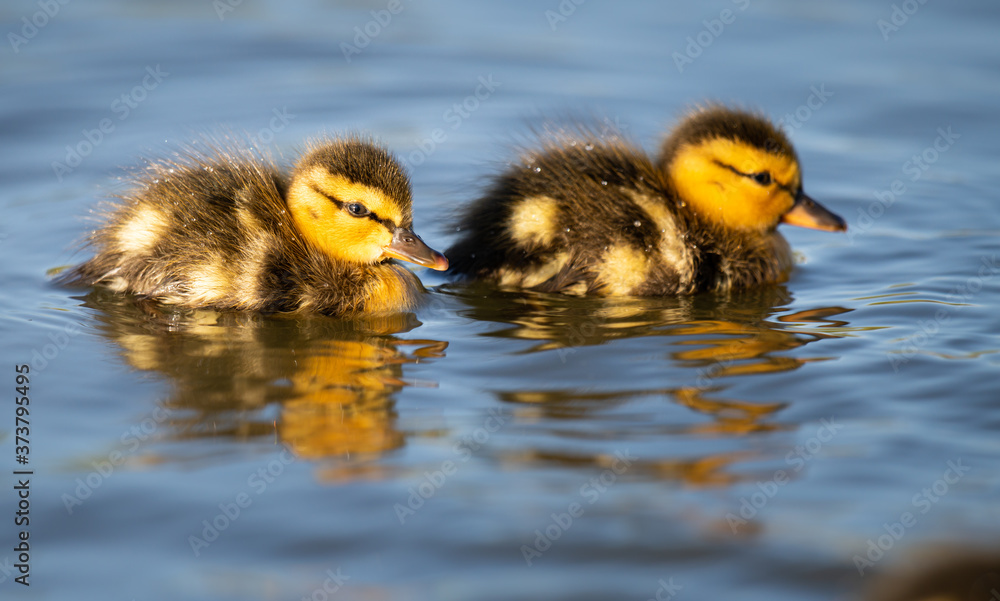 Mallard ducklings Mallard ducklings