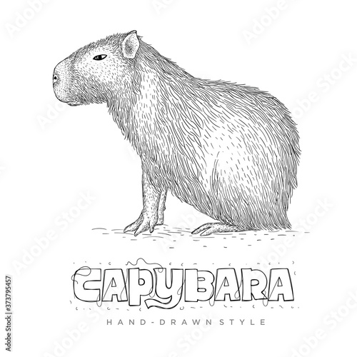capybara vector in hand drawn style. realistic animal illustrations